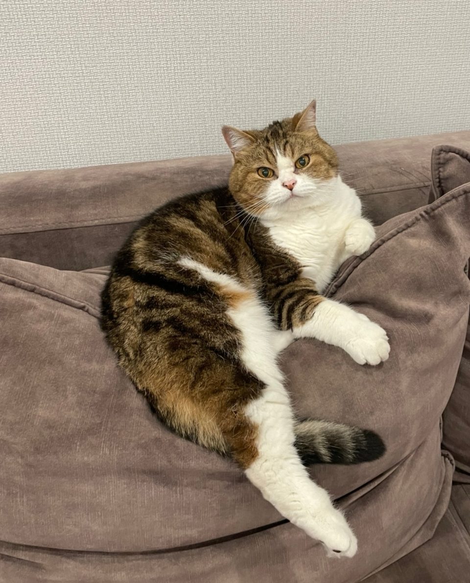 Lost Cat in Liverpool, England — listing photo