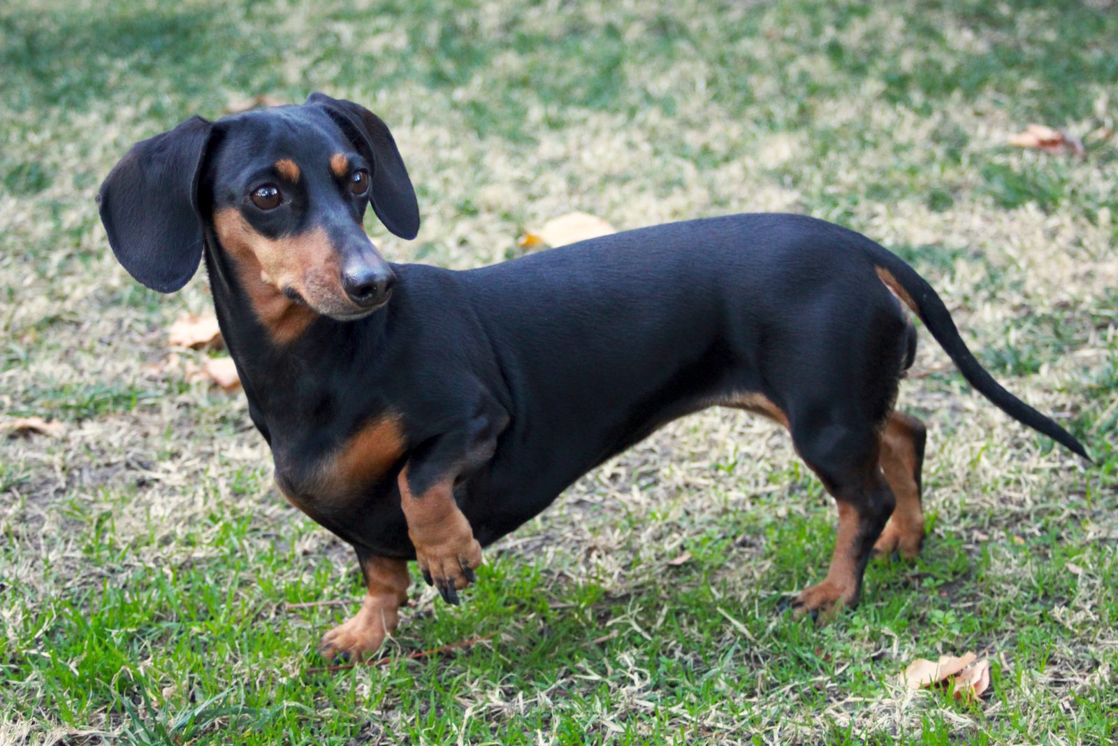 Lost Dog in Preston, England — Have you seen this dog in Preston?