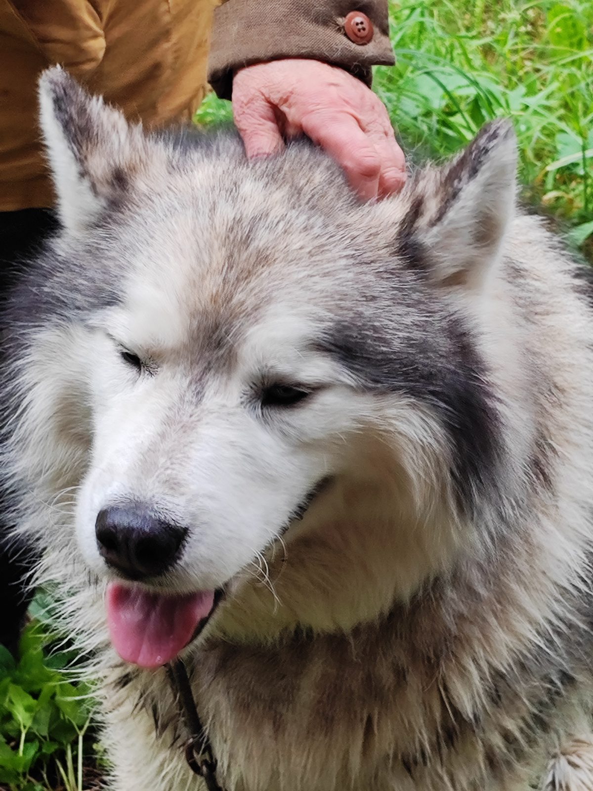 Found Dog in Gloucester, England — listing photo