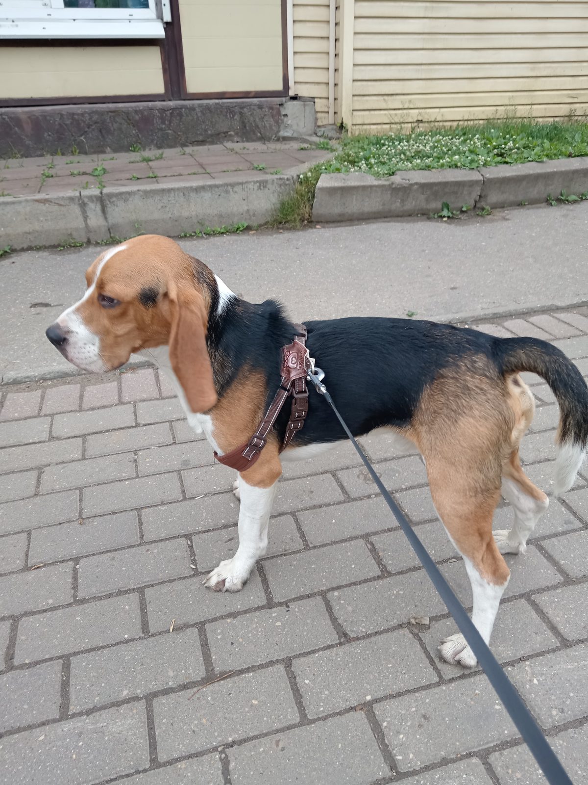 Found Dog in Swindon, England — Stray dog found in Swindon