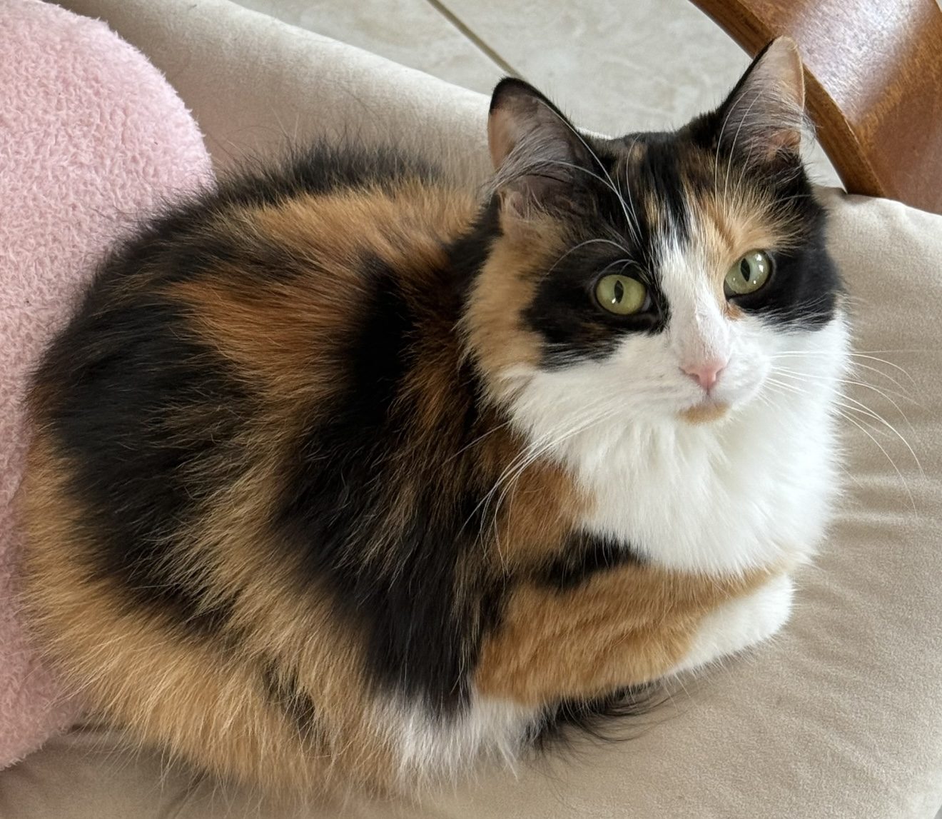 Lost Cat in Oxford, England — listing photo
