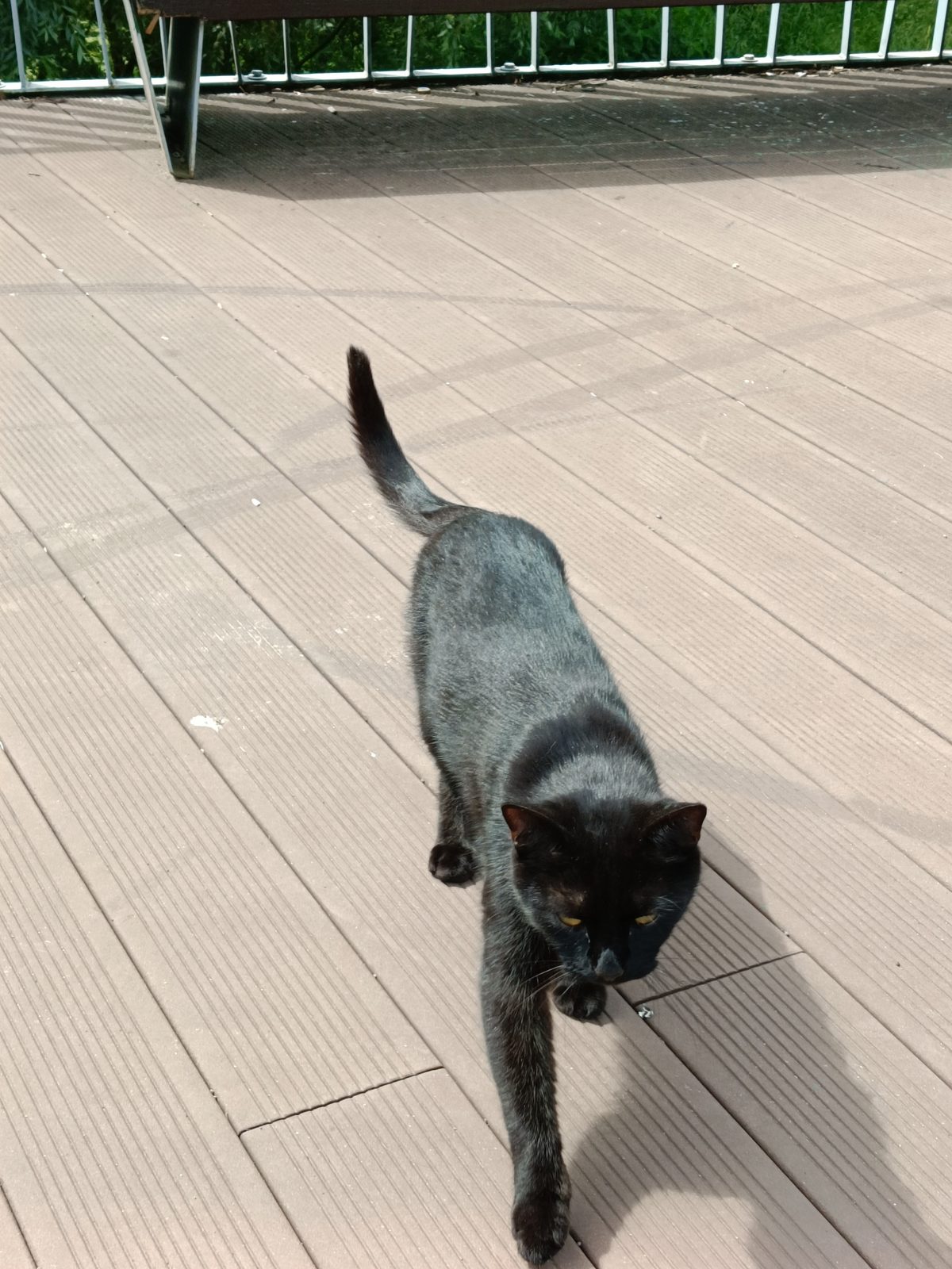 Found Cat in Leicester, England — Cat found safe in Leicester