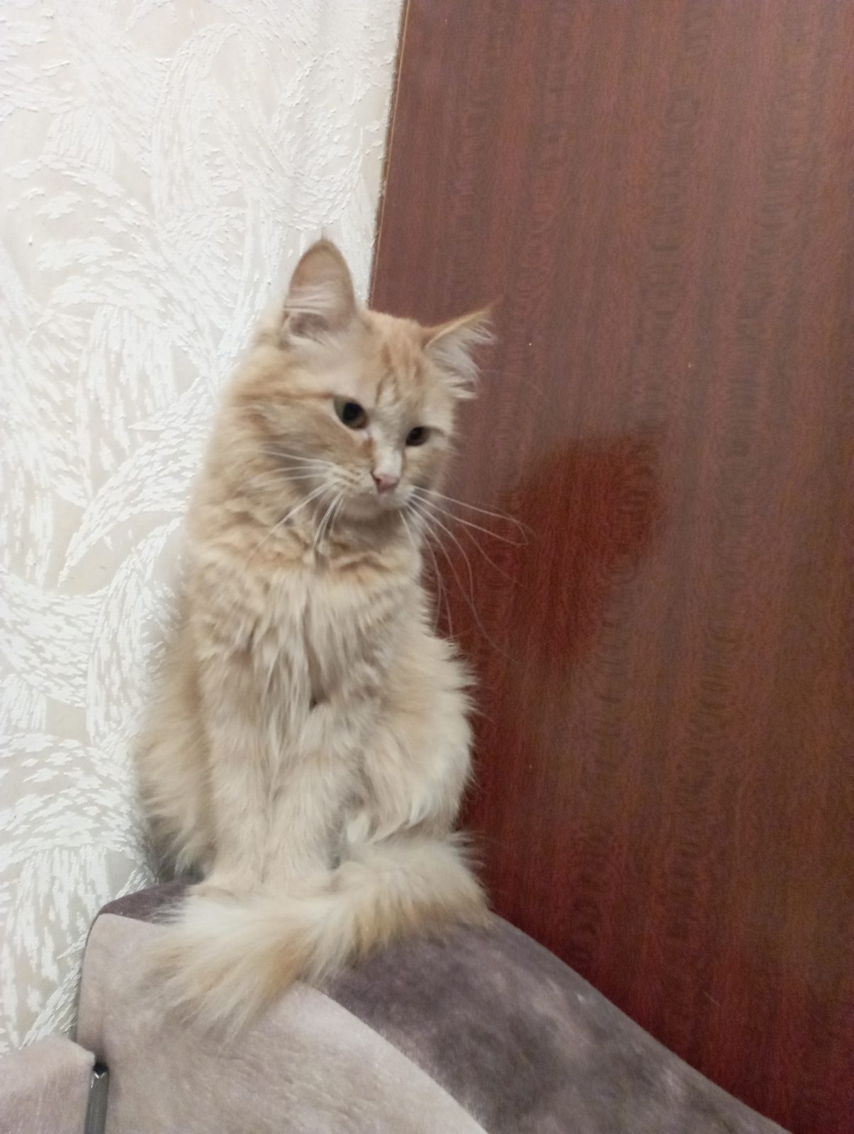 Found Cat in Blackpool, England: Cat found in Blackpool Found Cat in Blackpool, England — Cat found in Blackpool