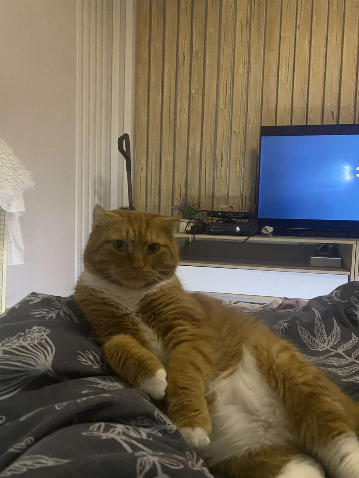 Lost Cat in Nottingham, England — listing photo