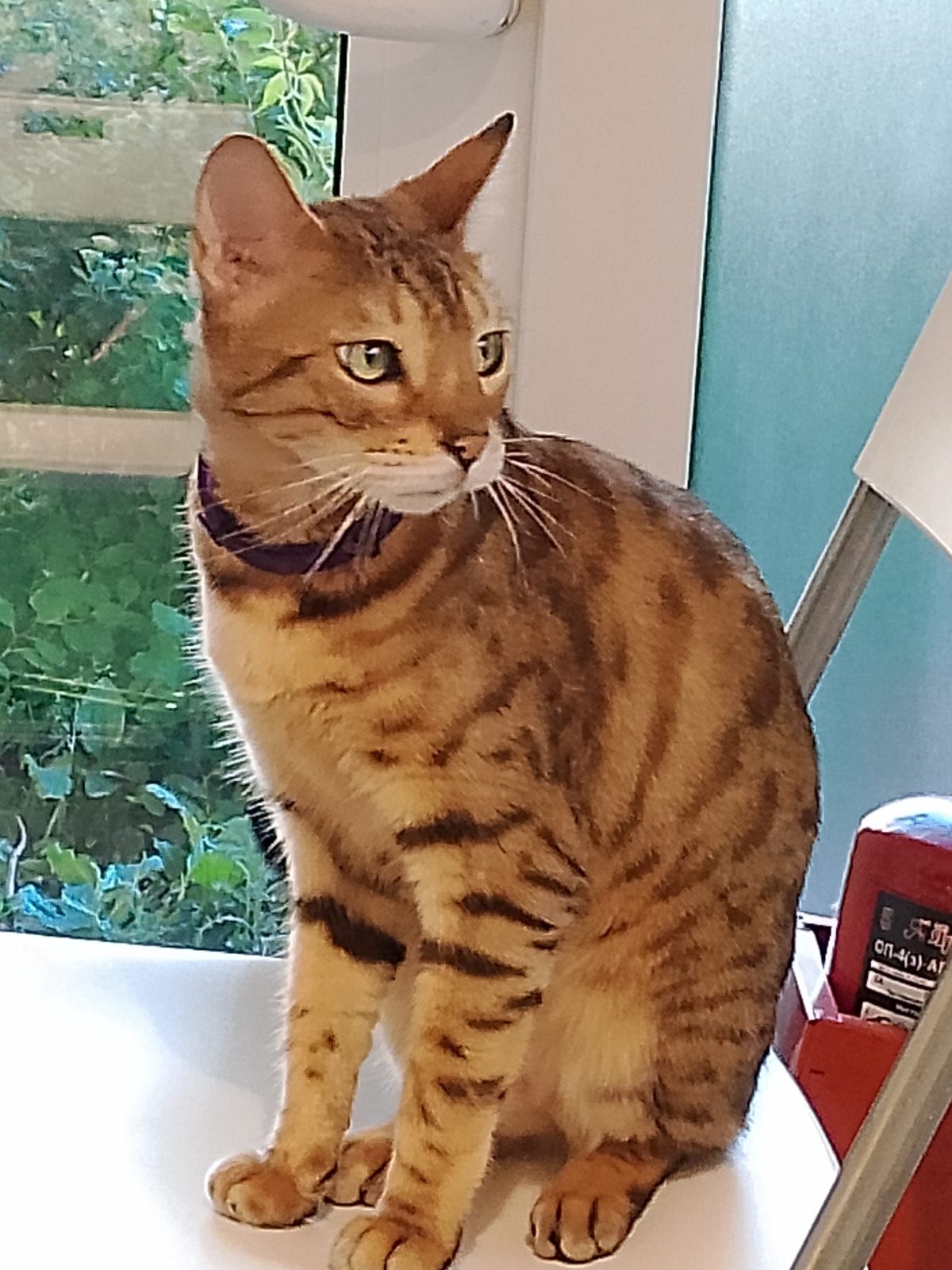 Found Cat in Cardiff, Wales — listing photo
