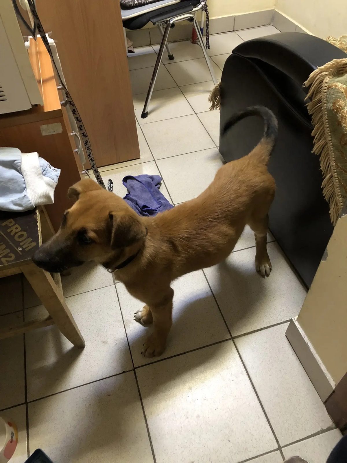 Found Dog in Stockport, England: Dog found in Stockport Found Dog in Stockport, England — Dog found in Stockport