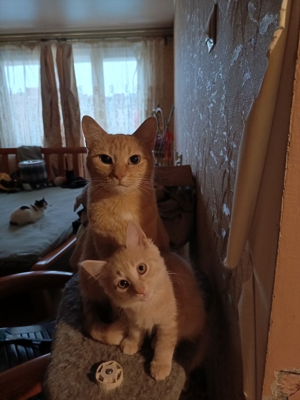 Lost Cat in Southampton, England — listing photo