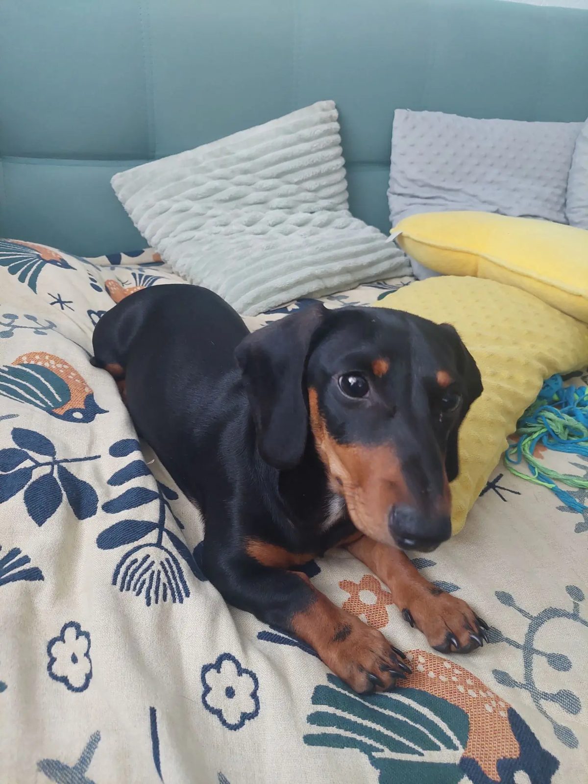 Found Dog in Stockport, England — Dog found safe in Stockport