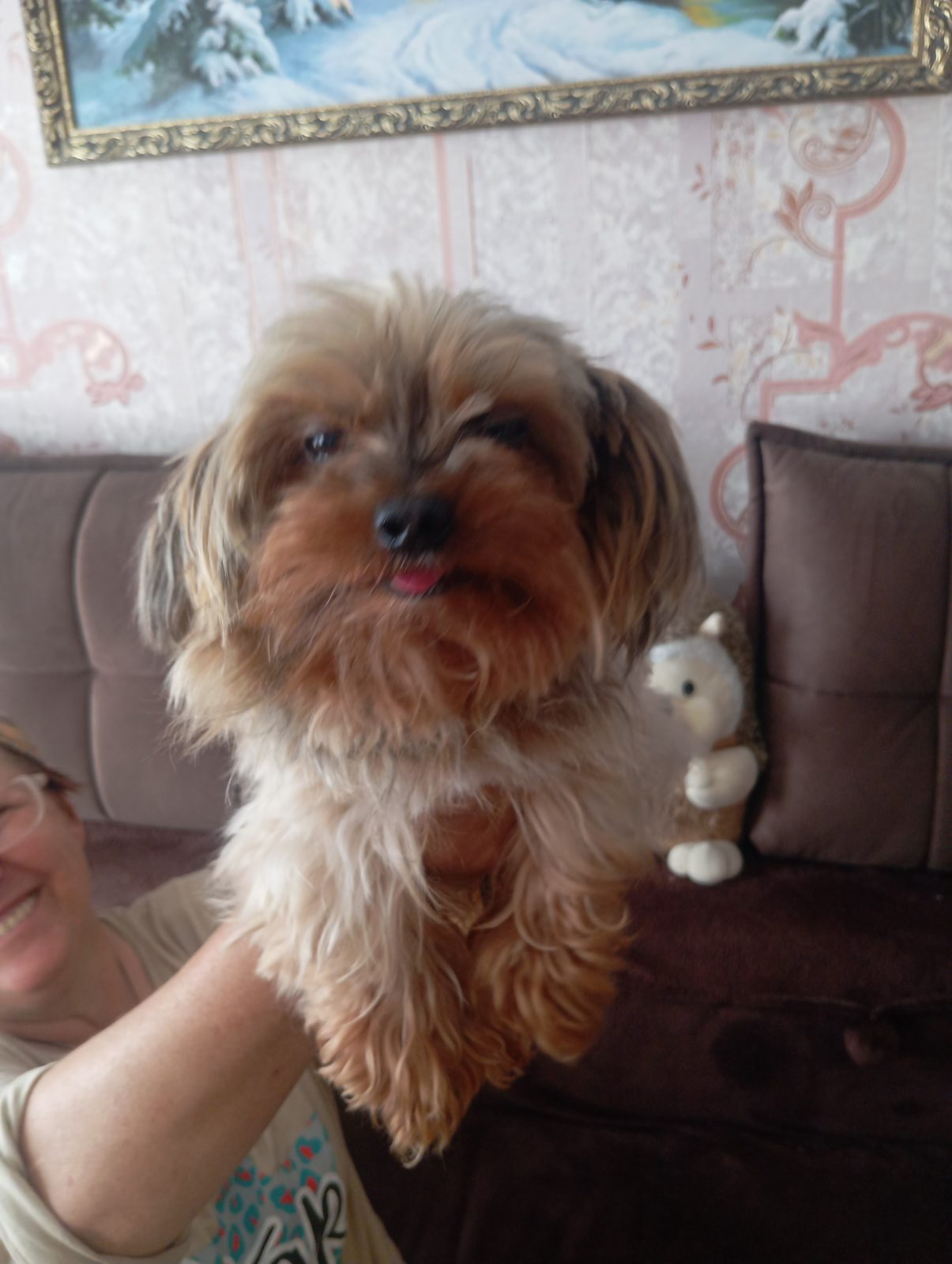 Found Dog in Bournemouth, England — listing photo
