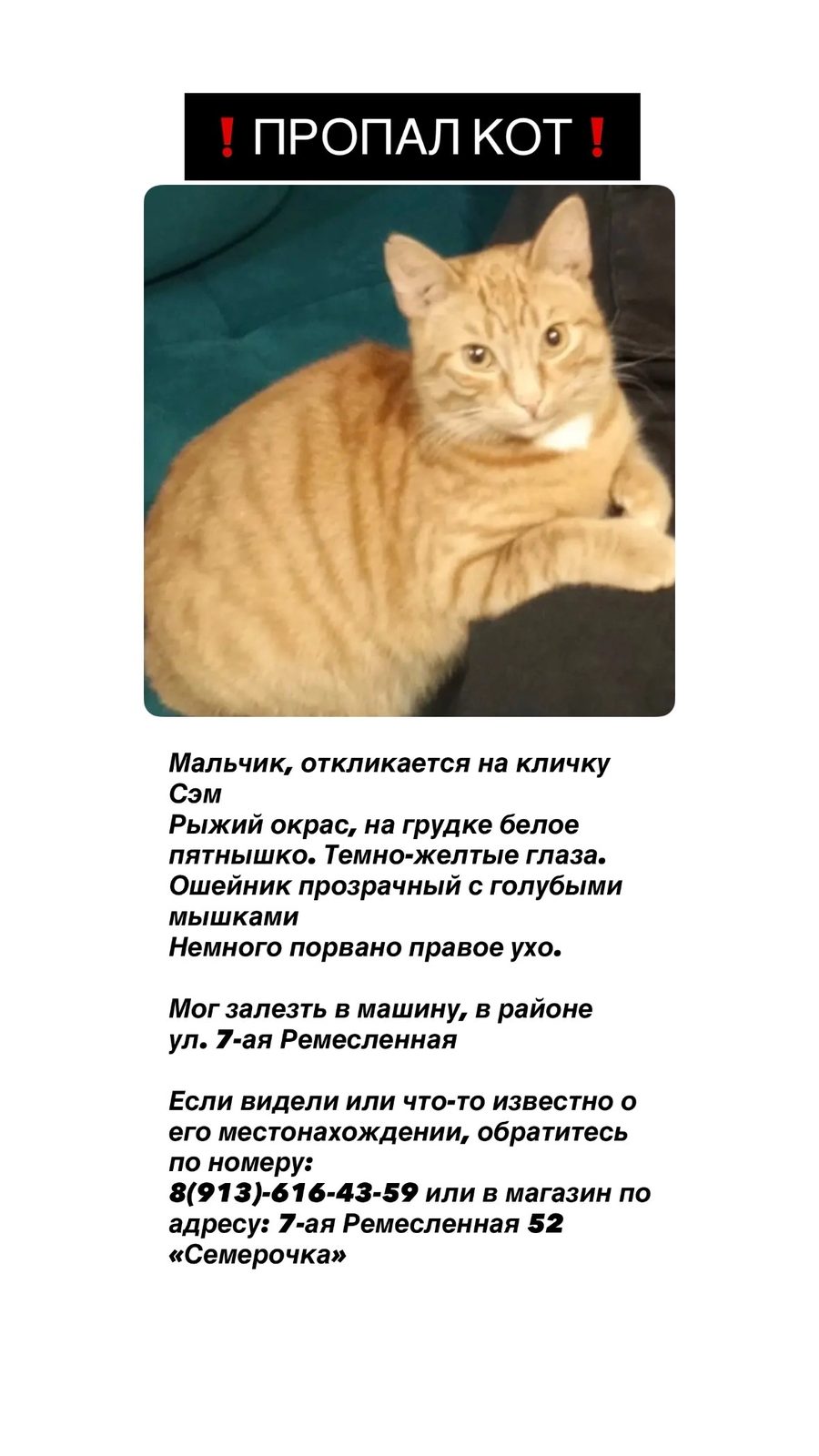Lost Cat in Edinburgh, Scotland — listing photo