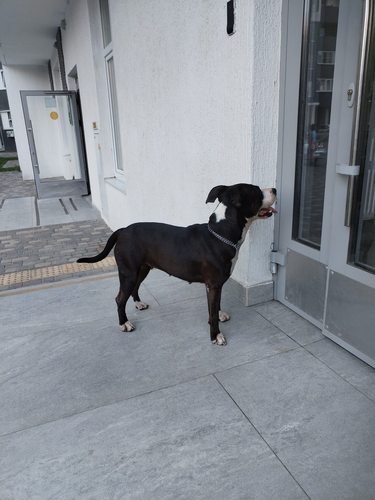 Found Dog in Huddersfield, England — listing photo