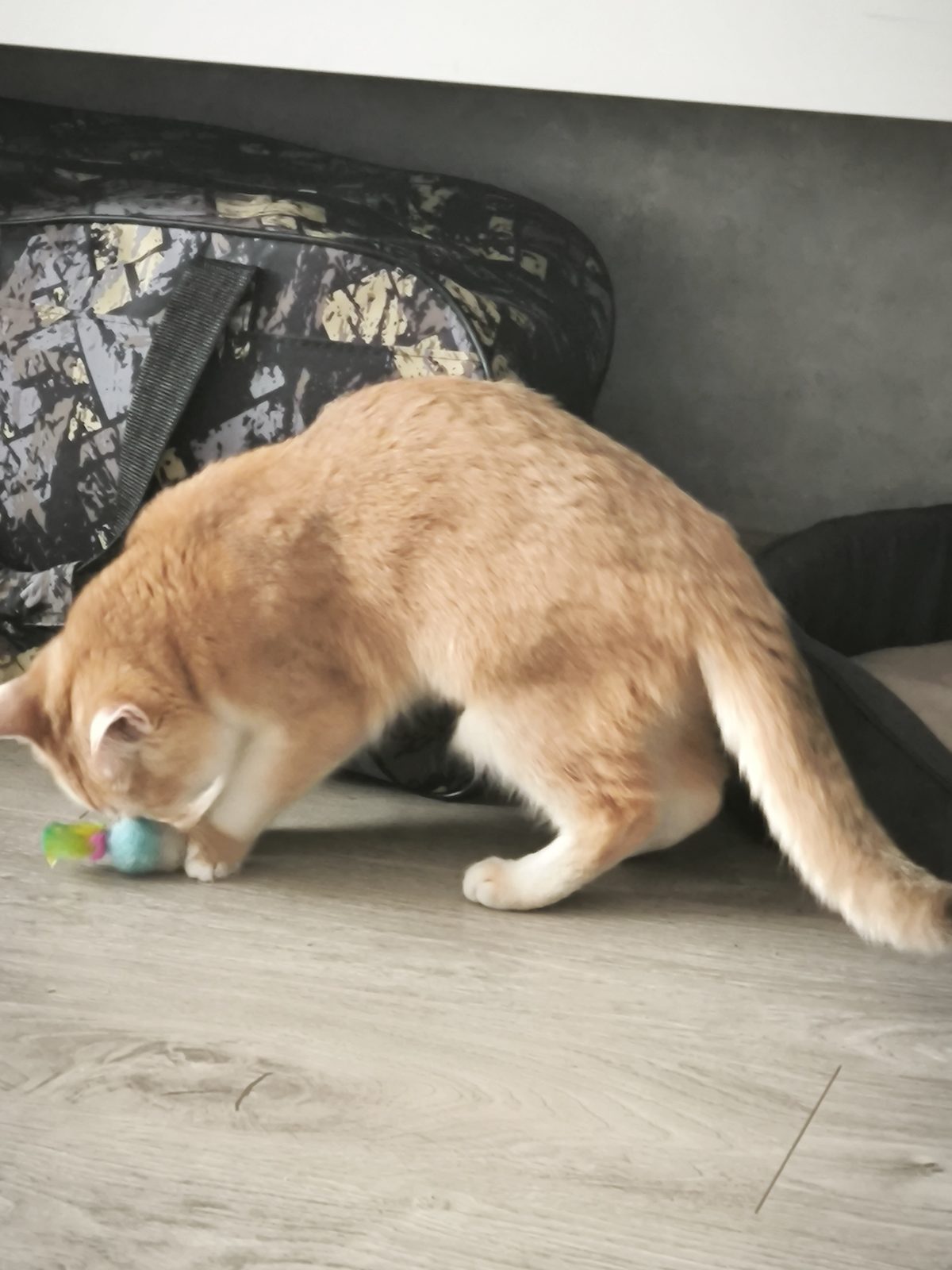 Lost Cat in Leicester, England — Have you seen this cat in Leicester?