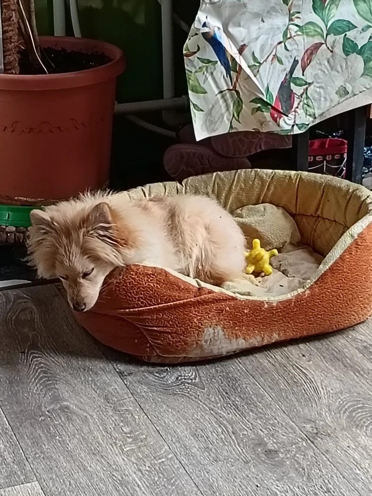 Lost Dog in Derby, England — listing photo