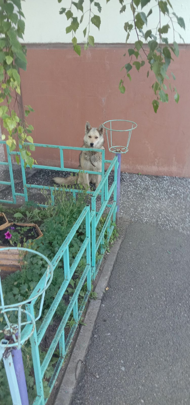 Found Dog in Newcastle upon Tyne, England — listing photo