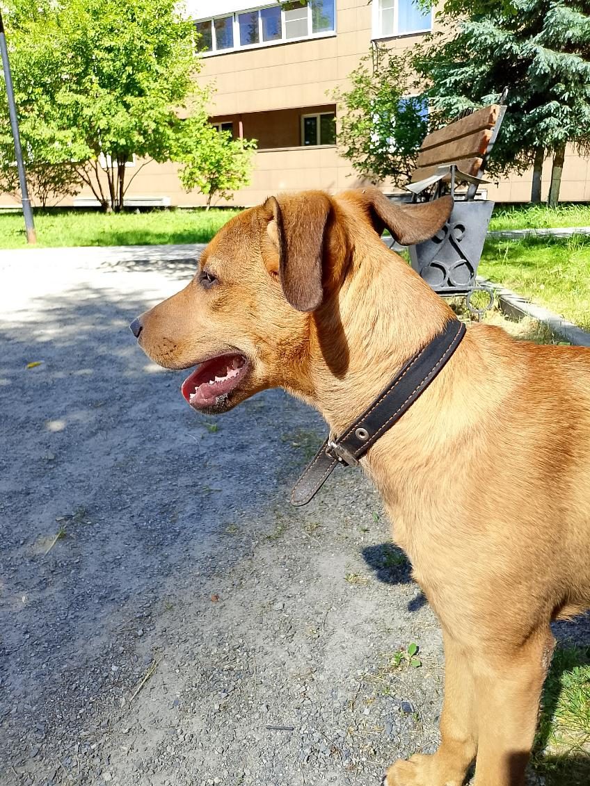 Found Dog in Plymouth, England — listing photo