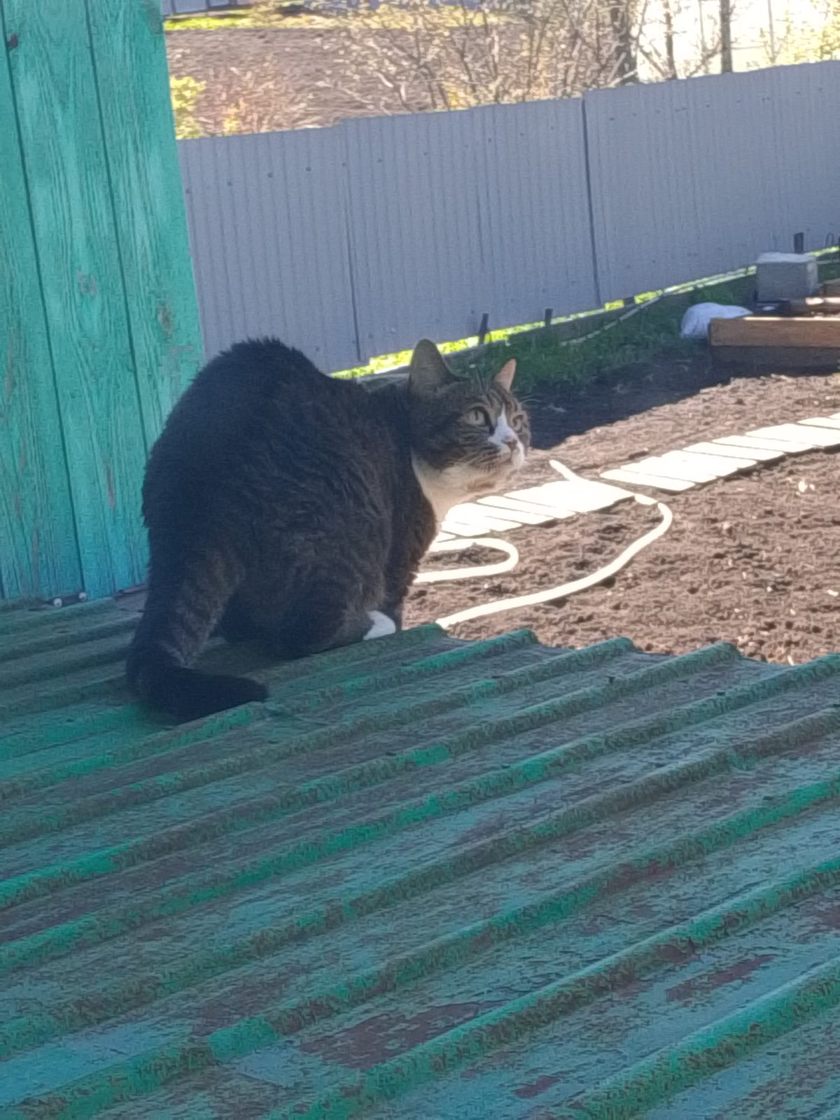 Lost Cat in Preston, England — listing photo