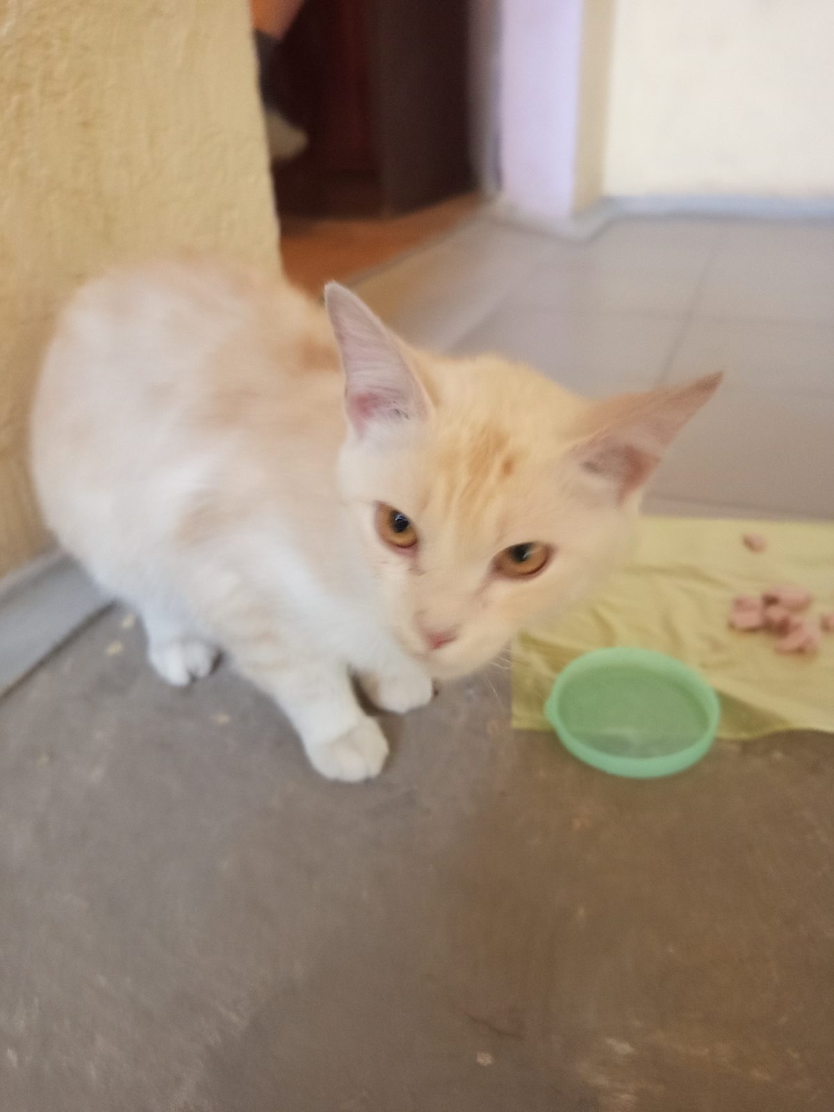 Found Cat in Ipswich, England — listing photo