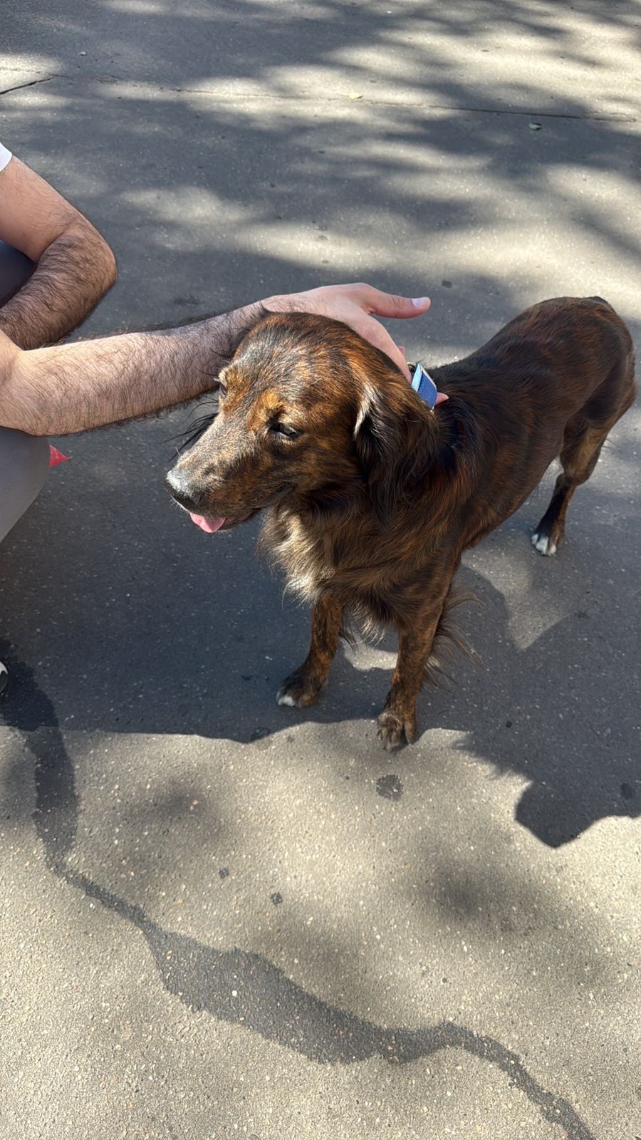 Found Dog in Bradford, England — listing photo