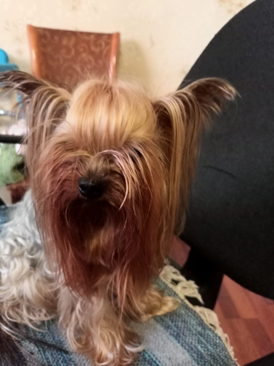 Lost Dog in Belfast, Northern Ireland — Have you seen this dog in Belfast?