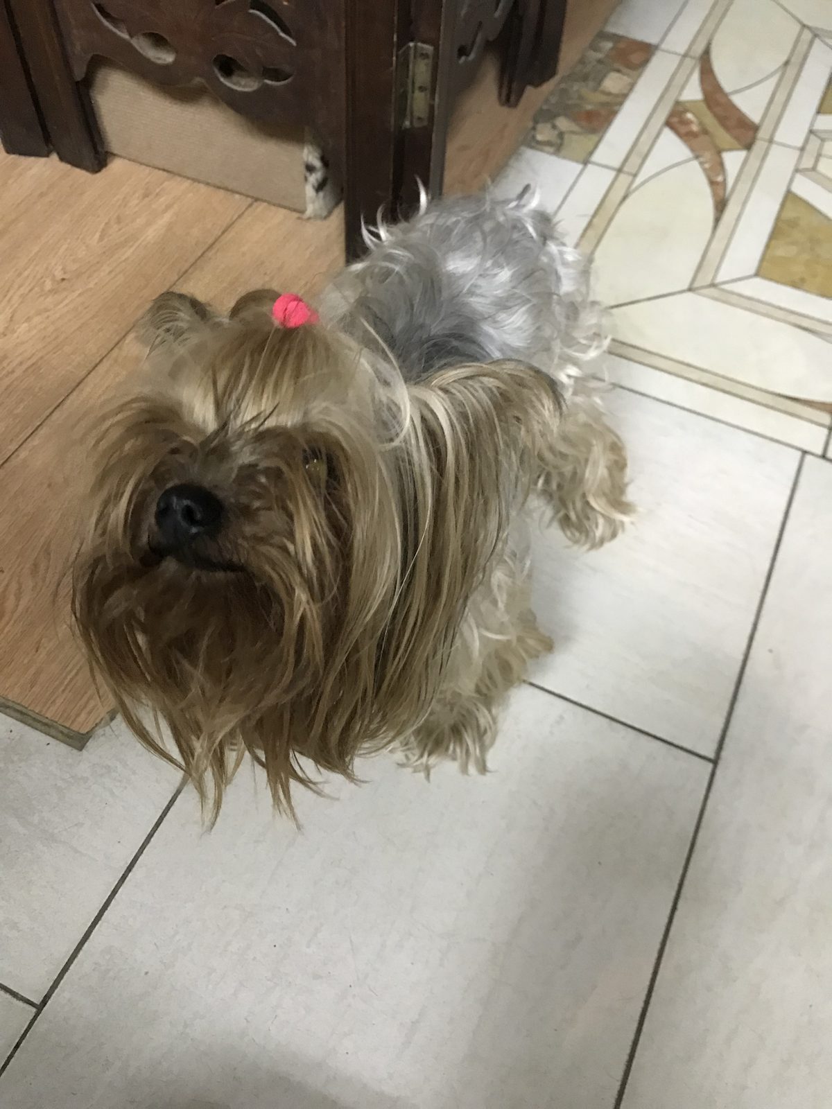 Found Dog in Middlesbrough, England — listing photo