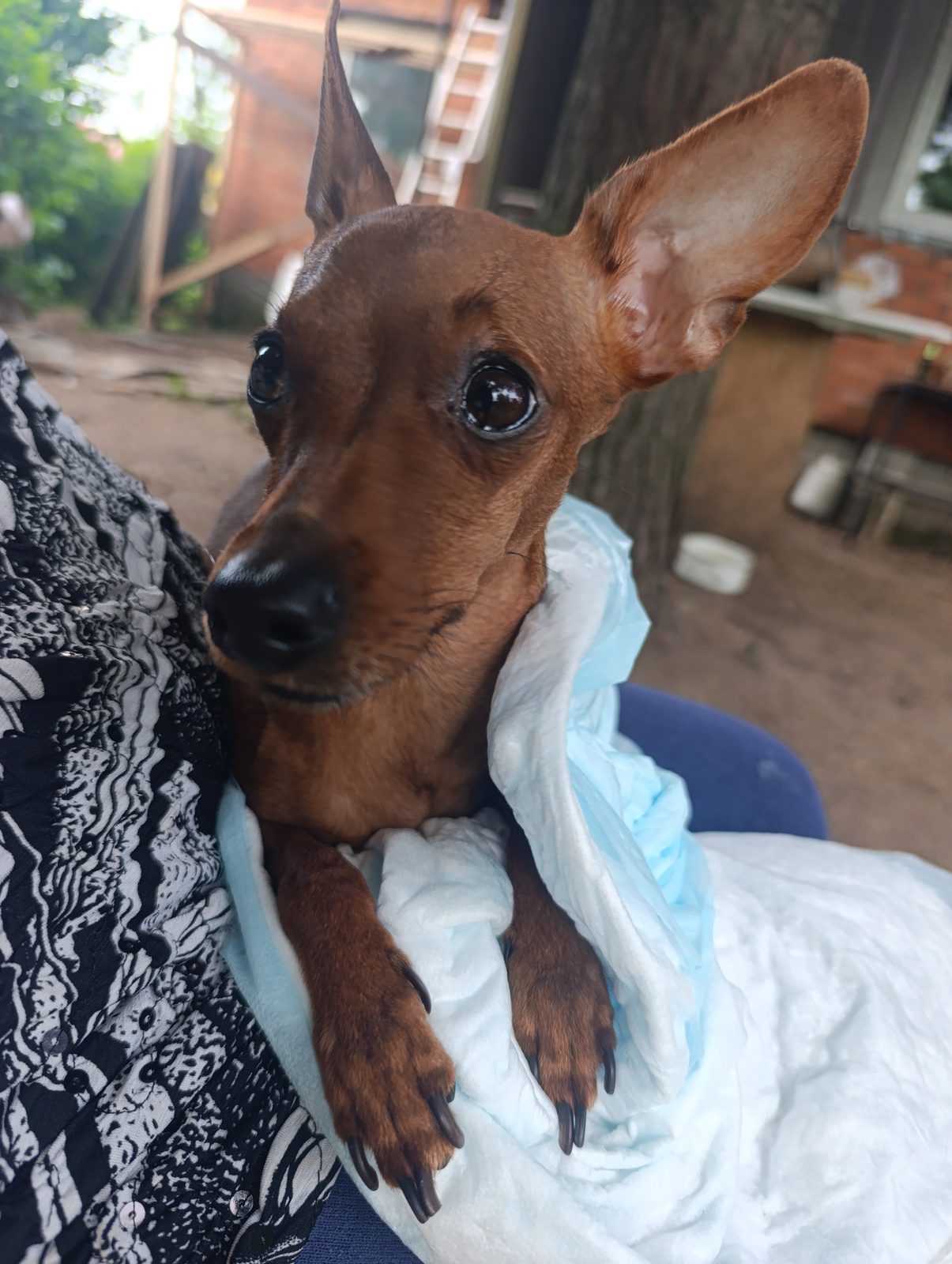 Found Dog in Telford, England: Stray dog found in Telford Found Dog in Telford, England — Stray dog found in Telford