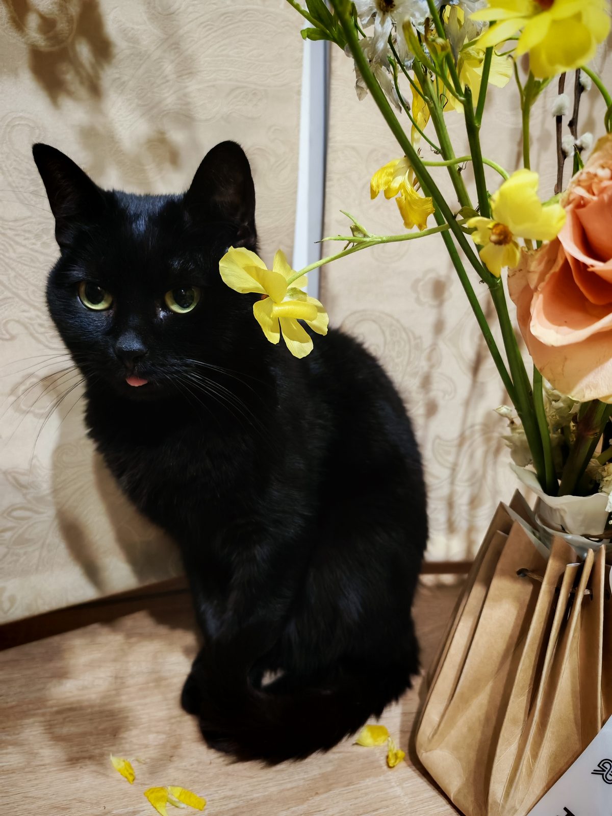 Lost Cat in Southampton, England — listing photo