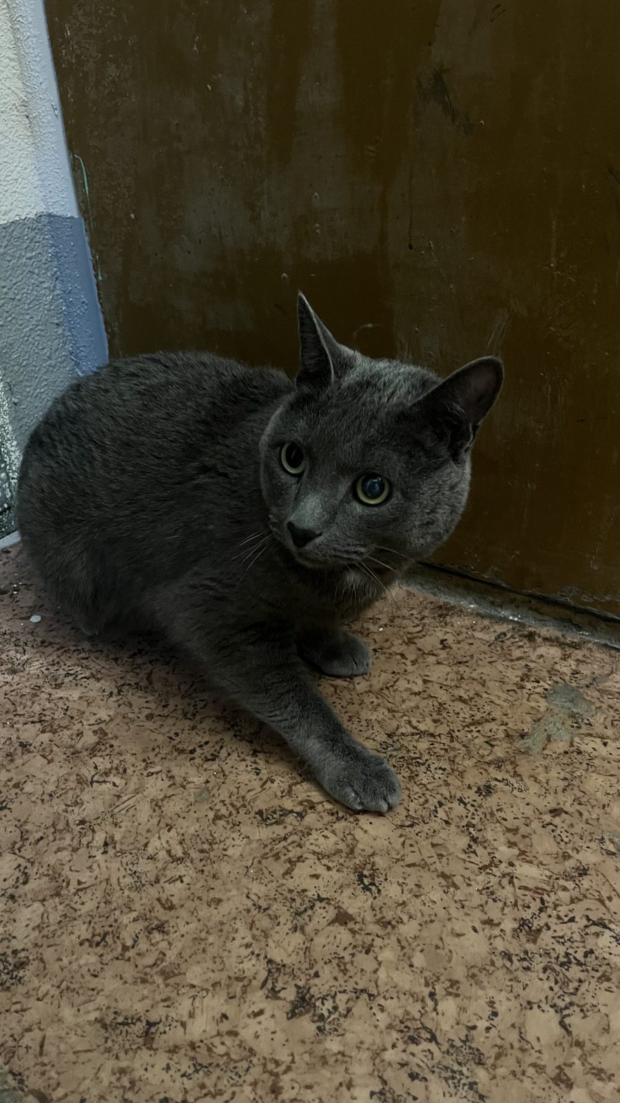 Found Cat in Telford, England Found Cat in Telford, England — listing photo
