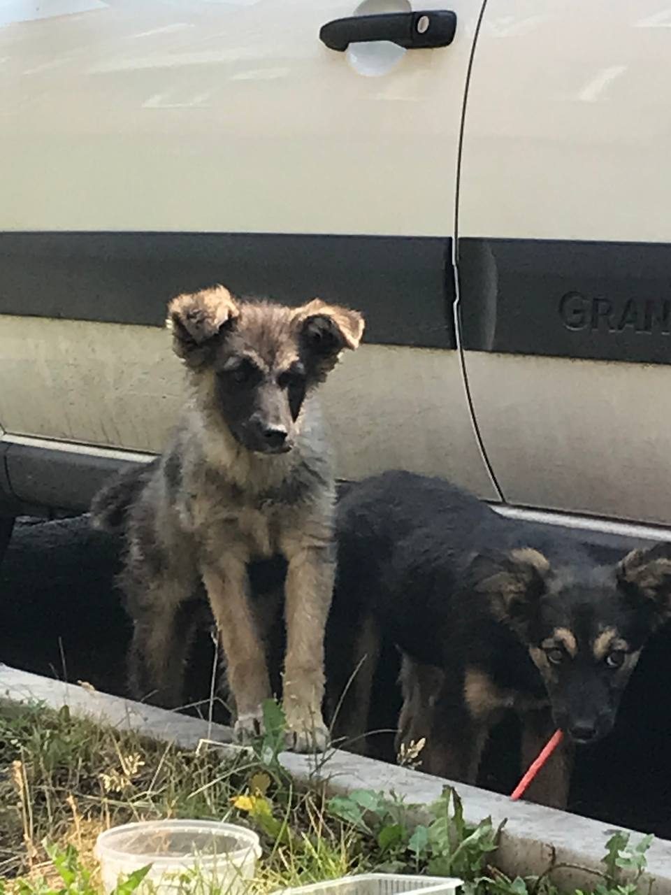 Found Dog in Watford, England: Dog found safe in Watford Found Dog in Watford, England — Dog found safe in Watford