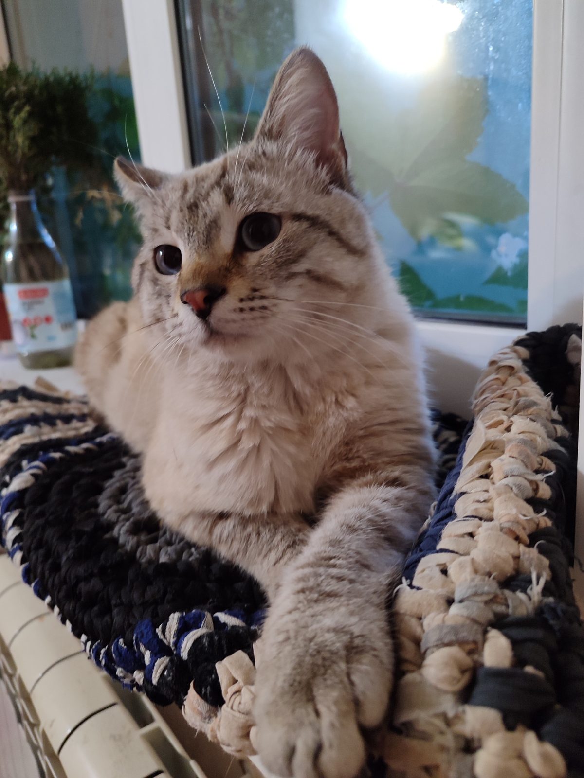 Found Cat in Leeds, England — Cat found safe in Leeds