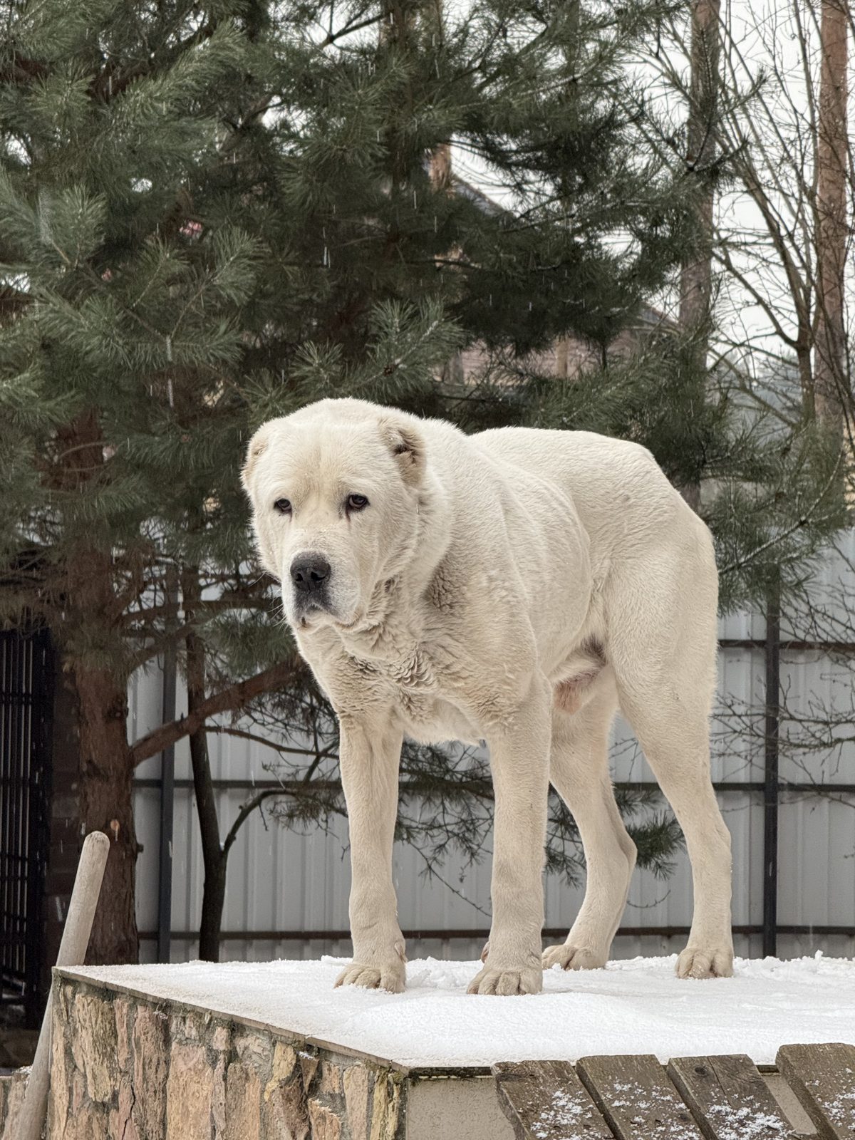 Lost Dog in Brighton, England — listing photo