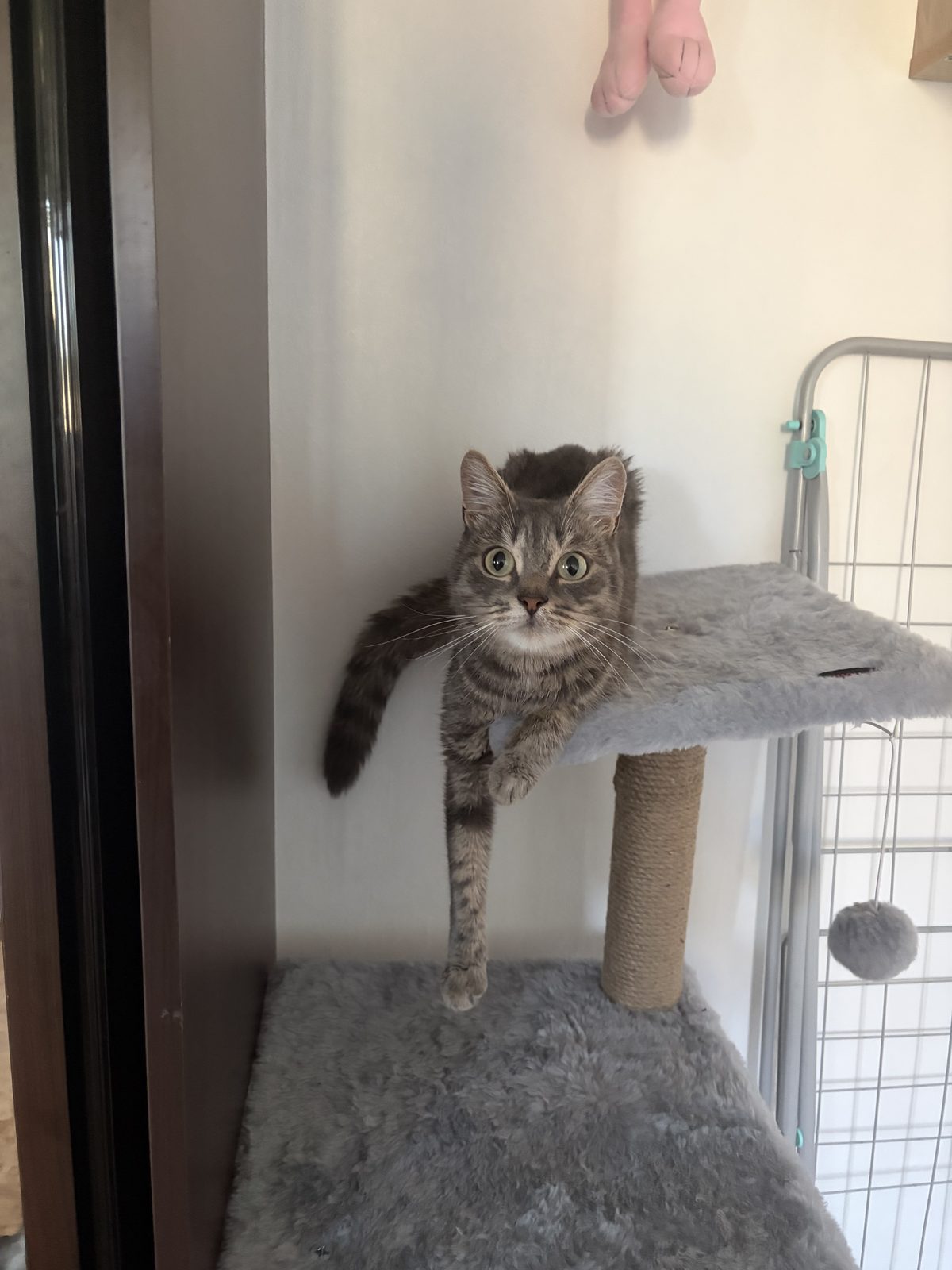 Found Cat in Luton, England: Stray cat found in Luton Found Cat in Luton, England — Stray cat found in Luton