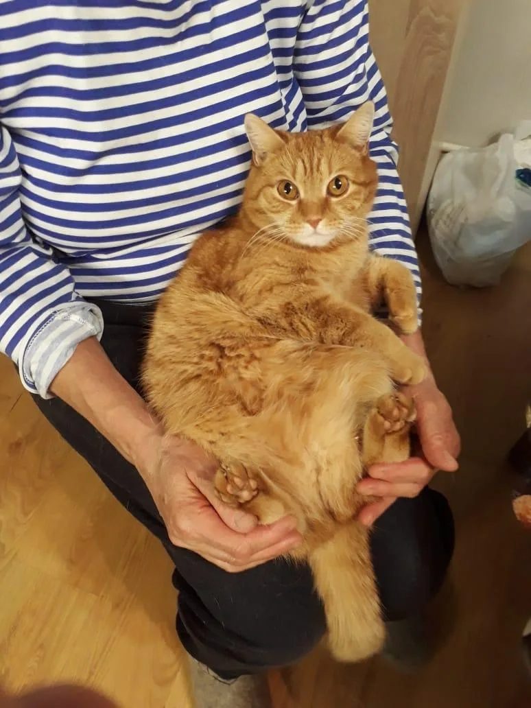 Lost Cat in Bristol, England — listing photo
