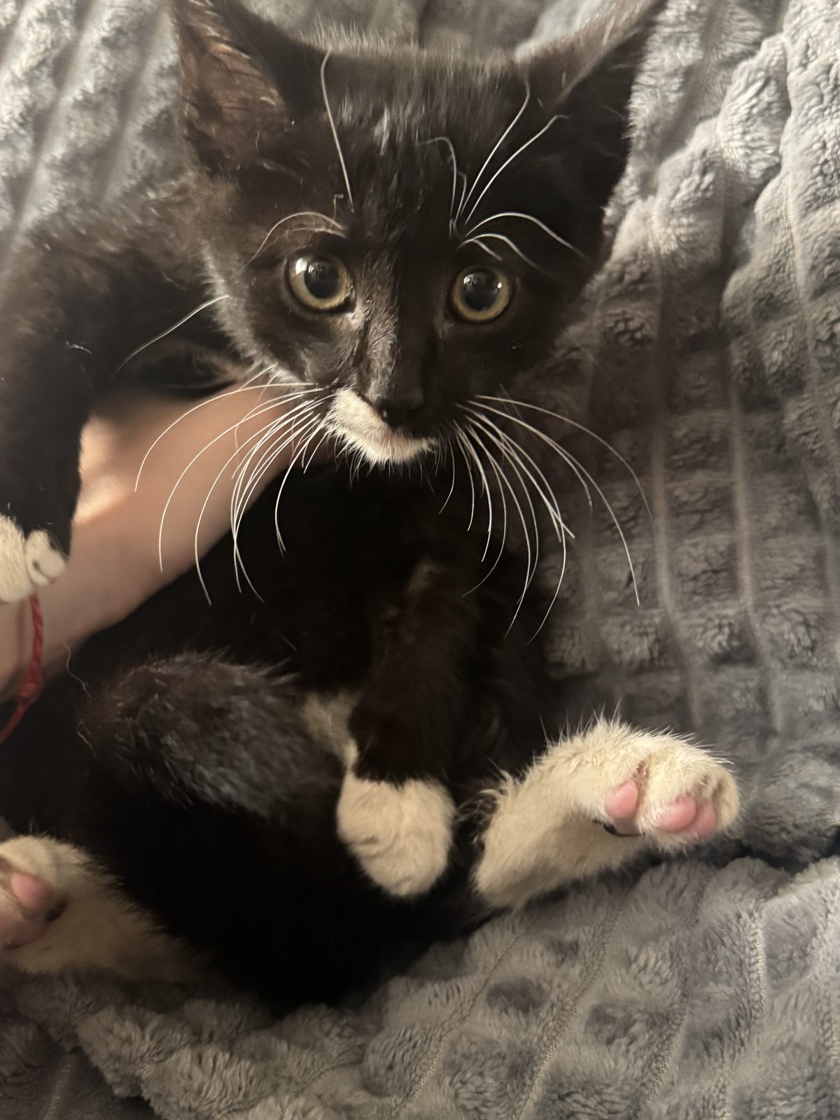 Found Cat in Oxford, England — listing photo