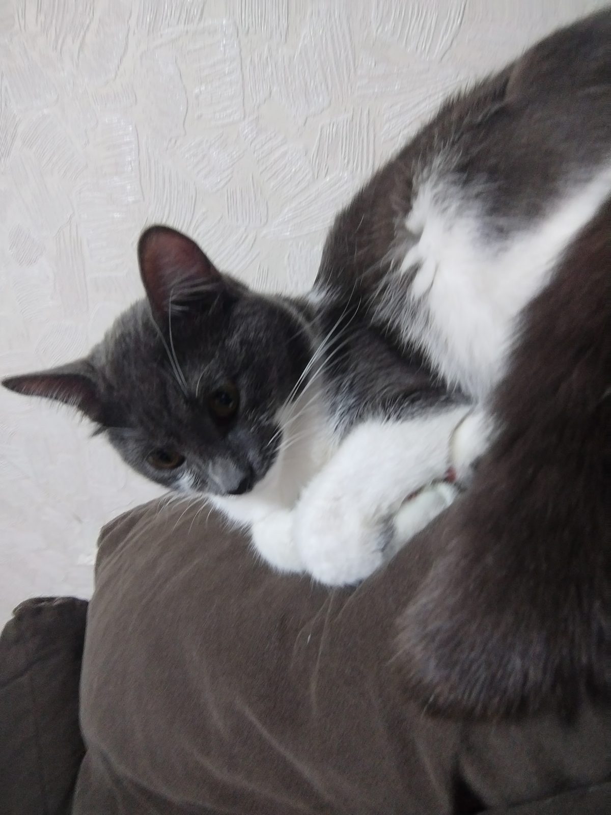 Lost Cat in Manchester, England — listing photo