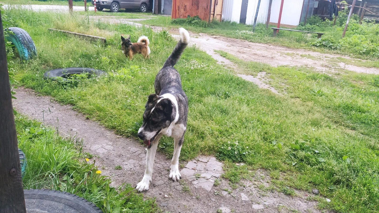 Found Dog in Swansea, Wales — Stray dog found in Swansea
