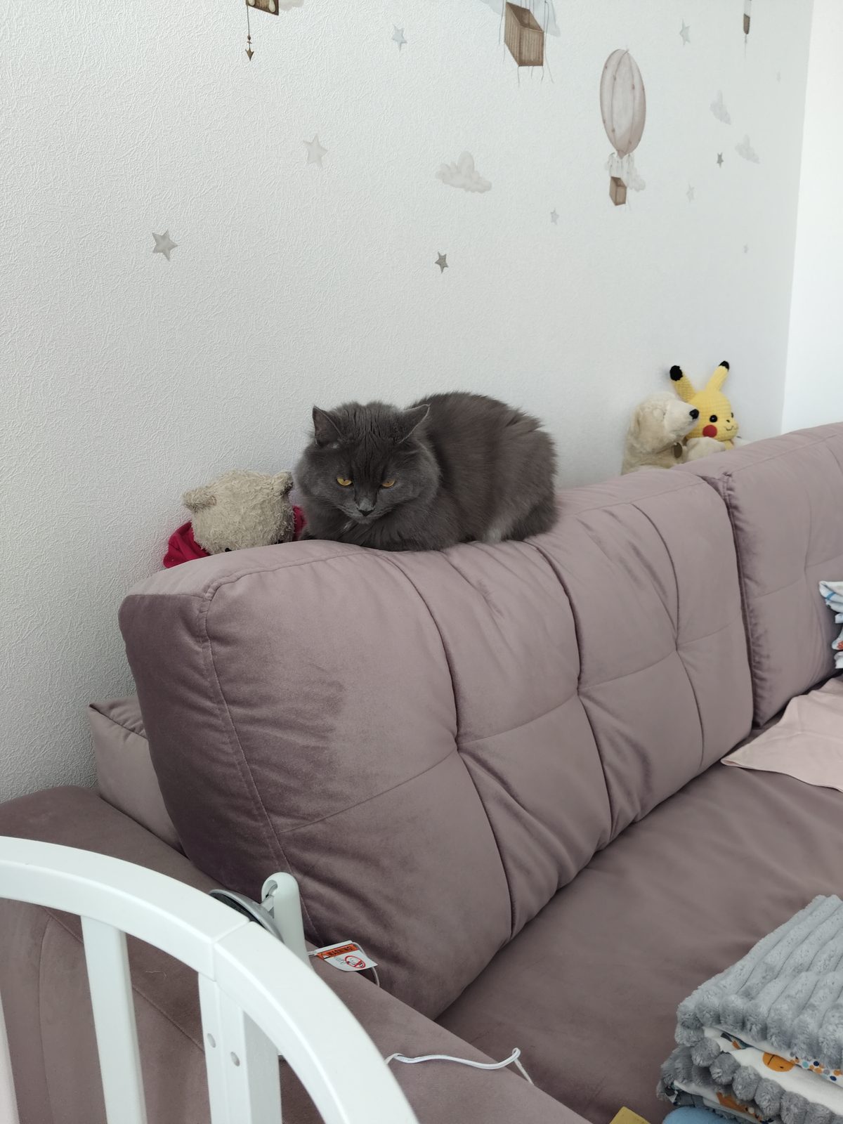 Lost Cat in Newcastle upon Tyne, England — listing photo