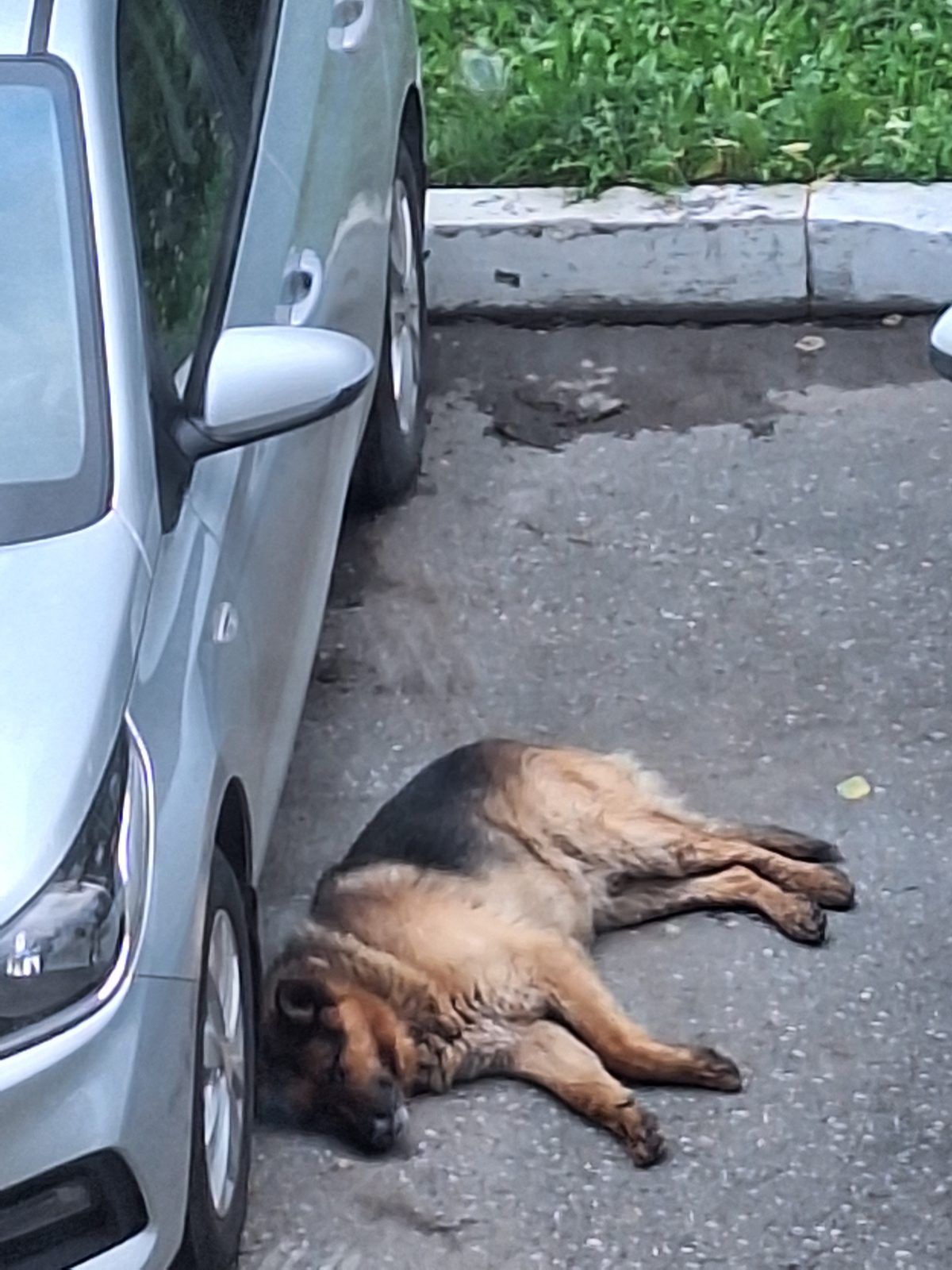 Found Dog in Telford, England: Stray dog found in Telford Found Dog in Telford, England — Stray dog found in Telford
