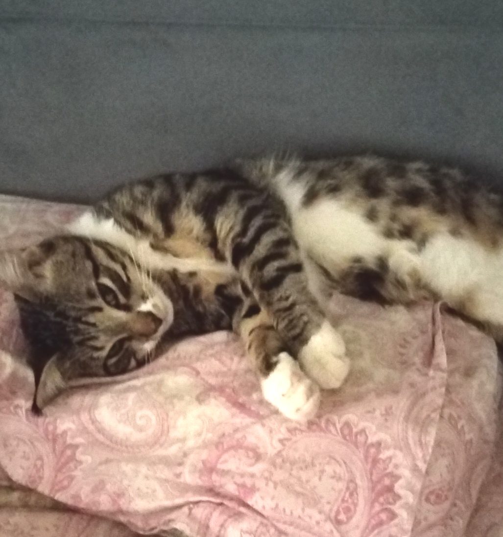 Lost Cat in Liverpool, England — listing photo