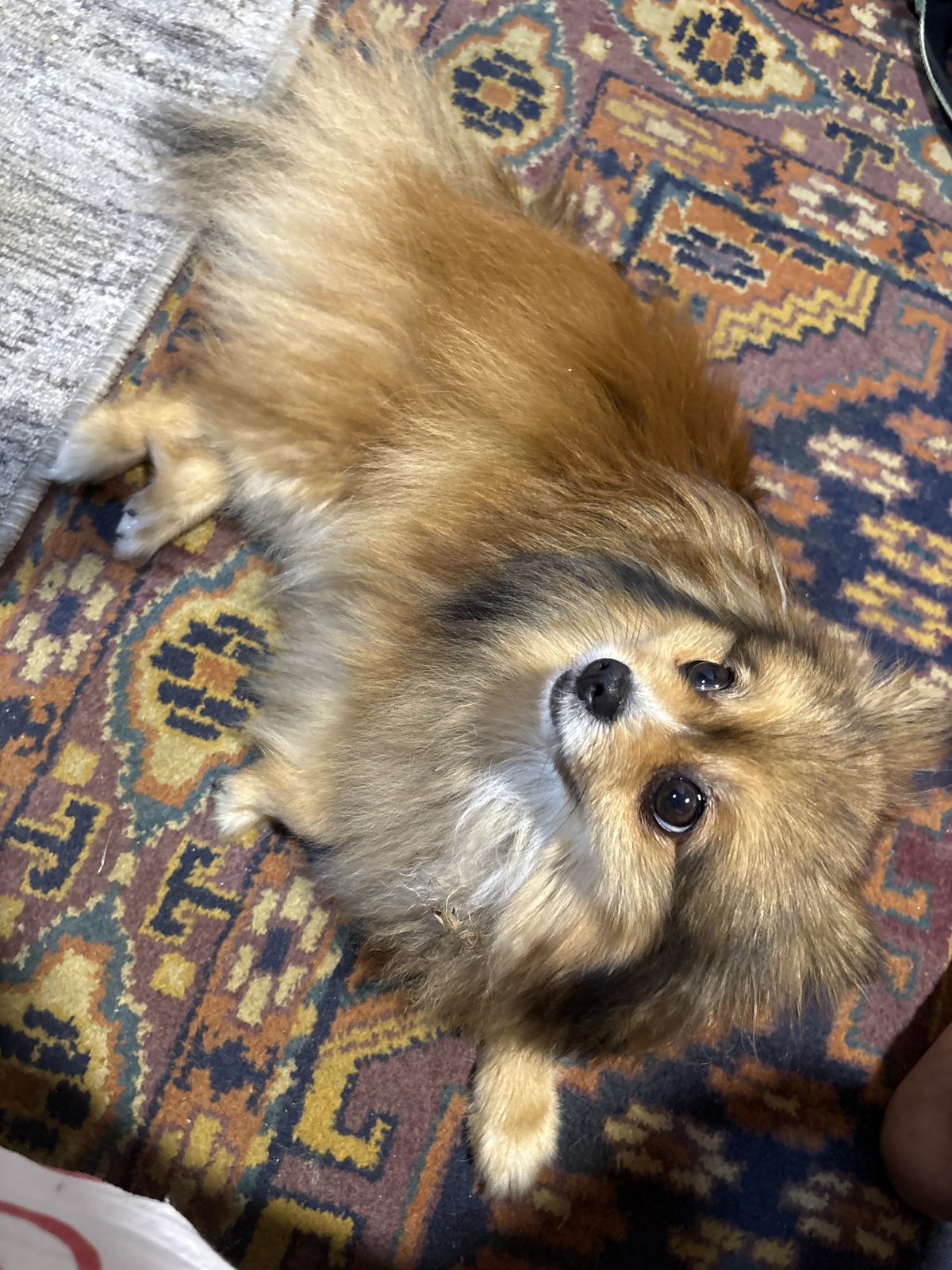 Found Dog in Bolton, England — Stray dog found in Bolton