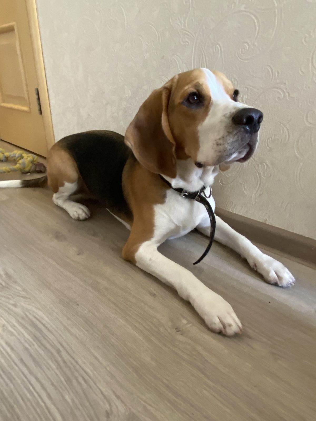 Found Dog in Birmingham, England — Dog found safe in Birmingham
