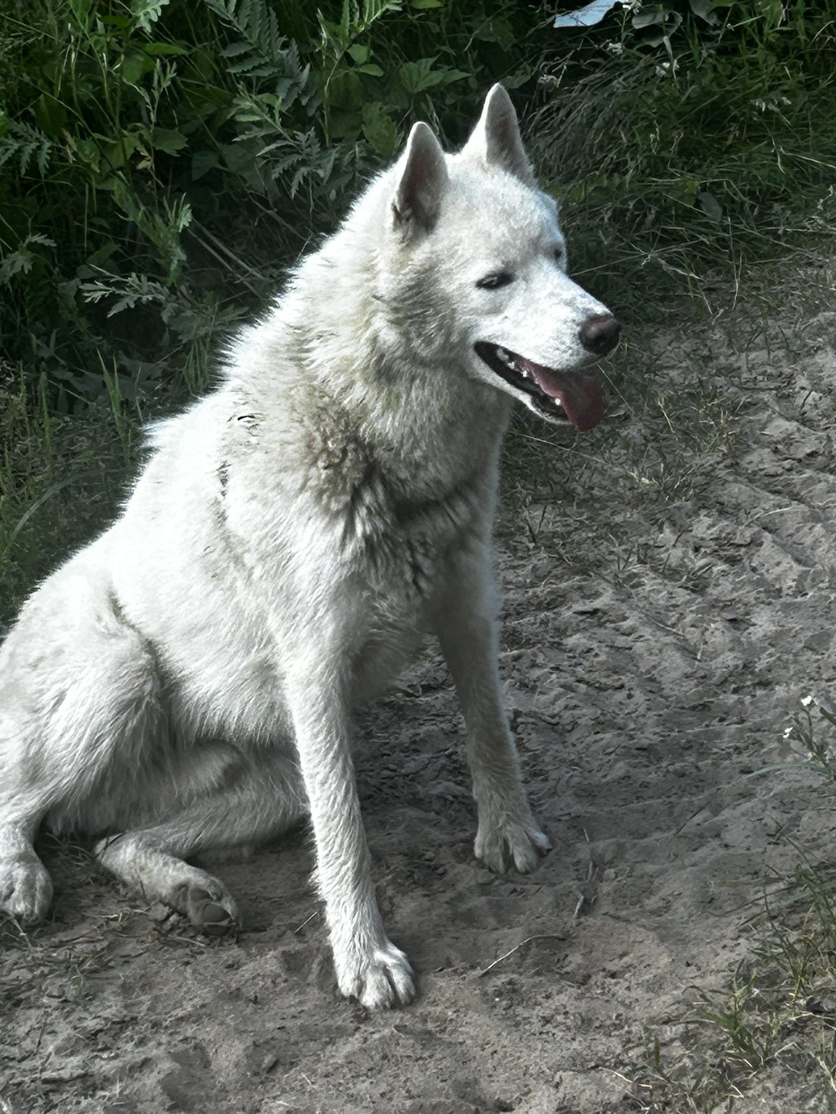 Found Dog in Wolverhampton, England — listing photo
