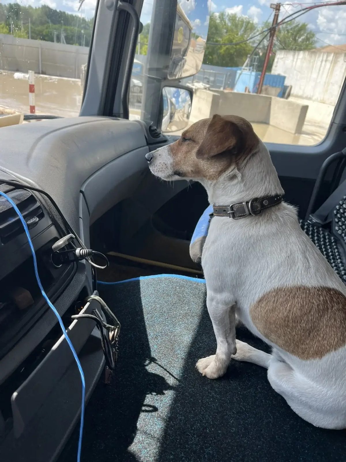 Found Dog in Birmingham, England — Dog found safe in Birmingham