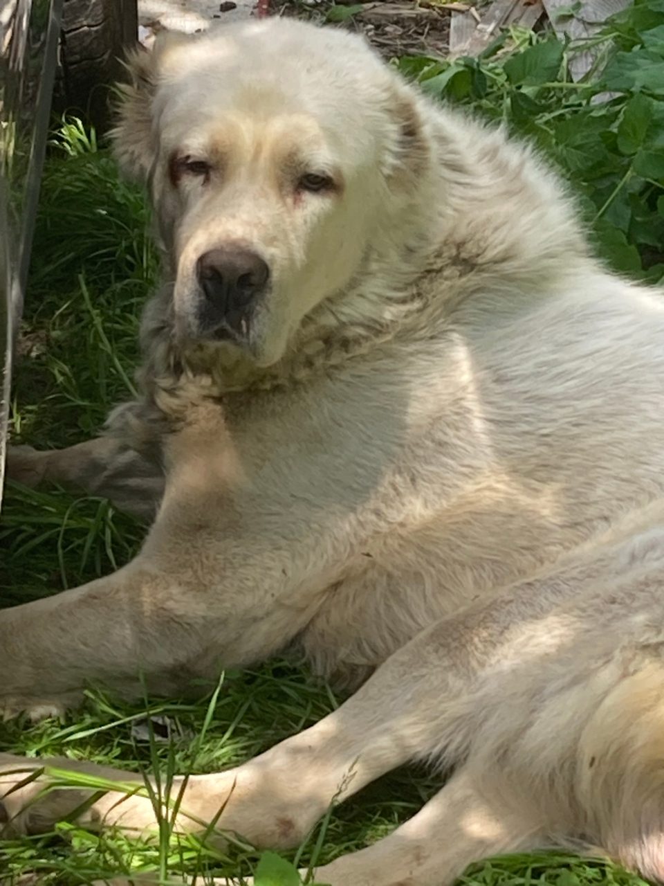 Found Dog in Dundee, Scotland — Dog found in Dundee