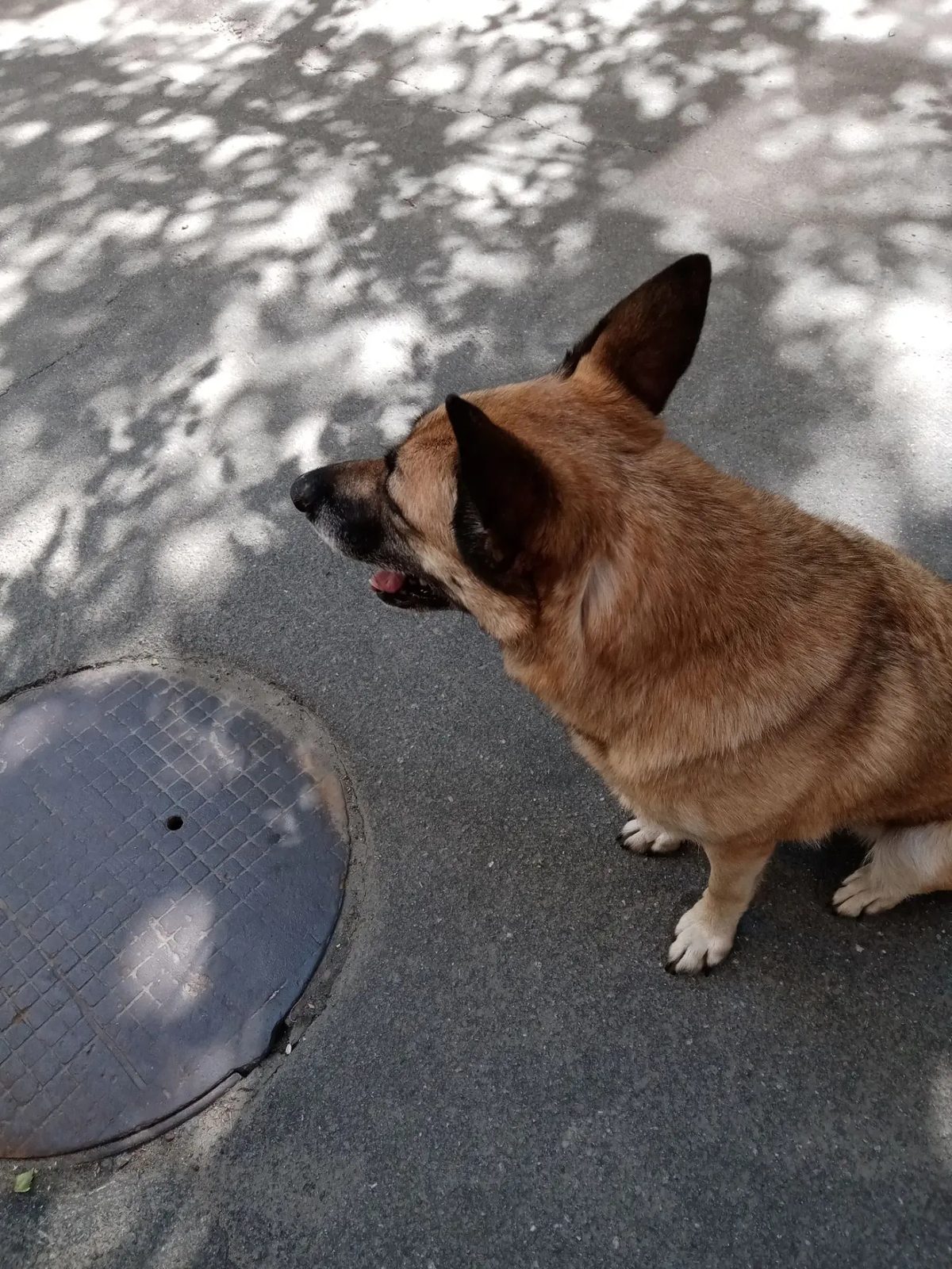 Found Dog in Middlesbrough, England — listing photo