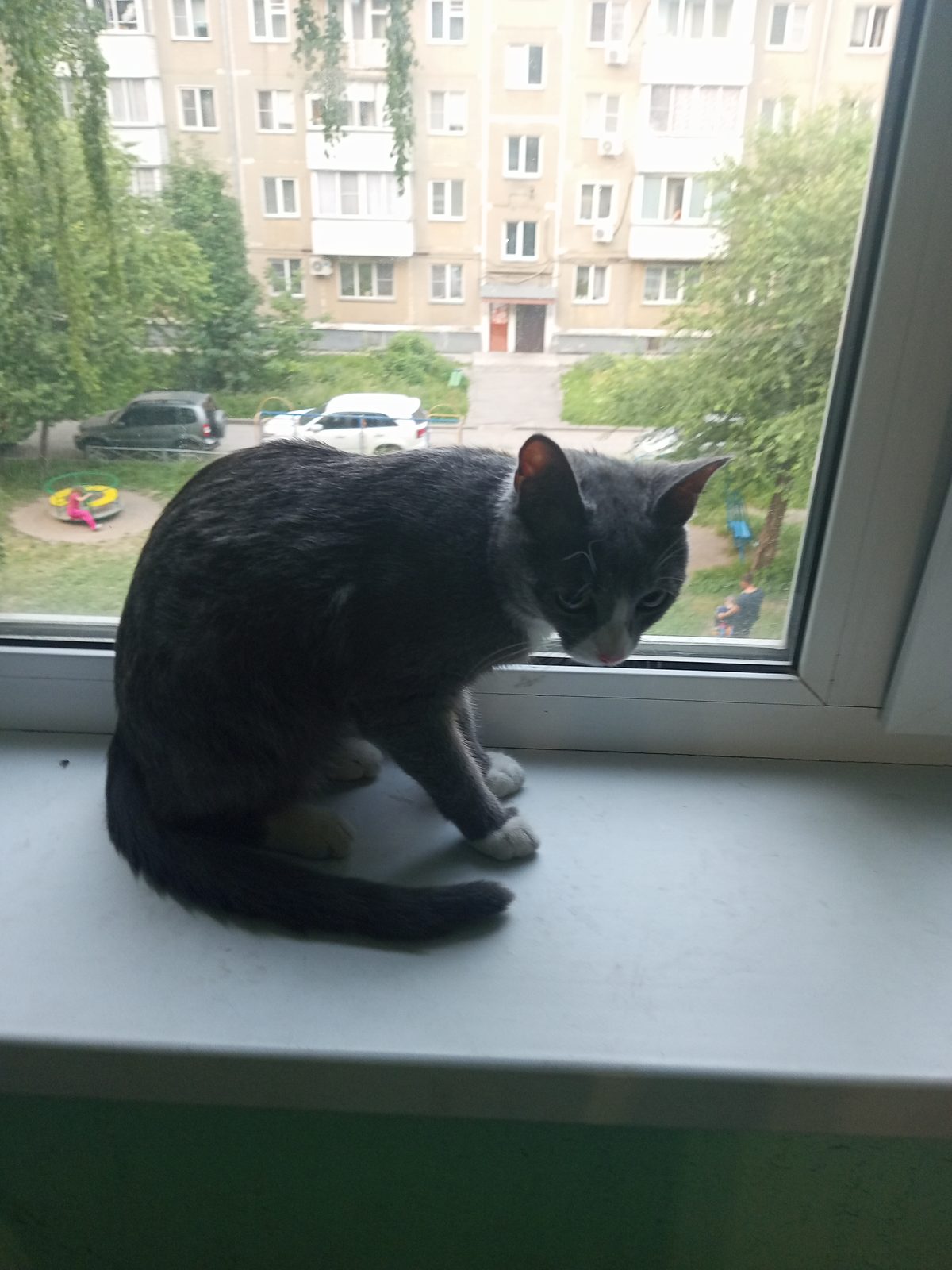 Found Cat in Stoke-on-Trent, England — Cat found safe in Stoke-on-Trent