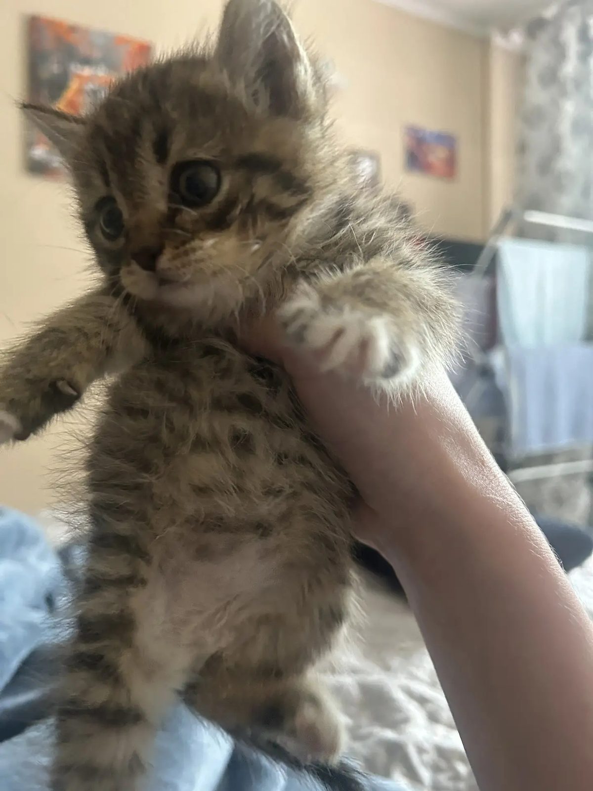 Found Cat in Bristol, England — Cat found in Bristol