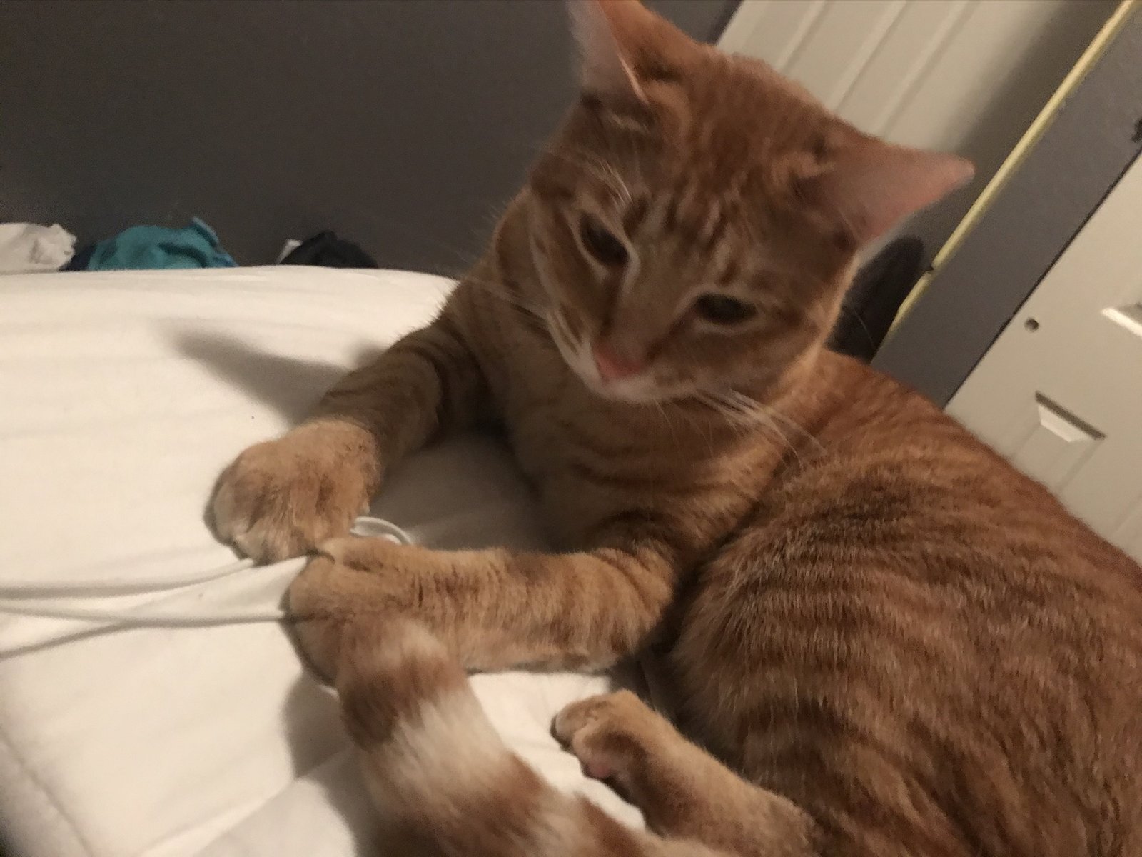 Lost Cat in Stoke-on-Trent, England — listing photo