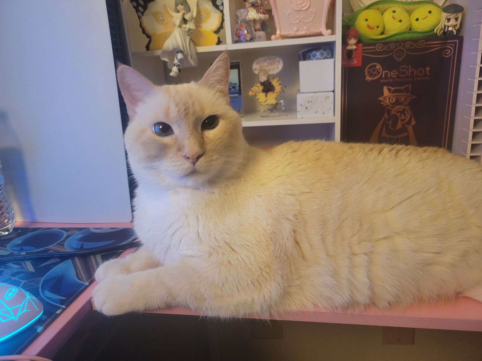 Lost Cat in Sheffield, England — listing photo