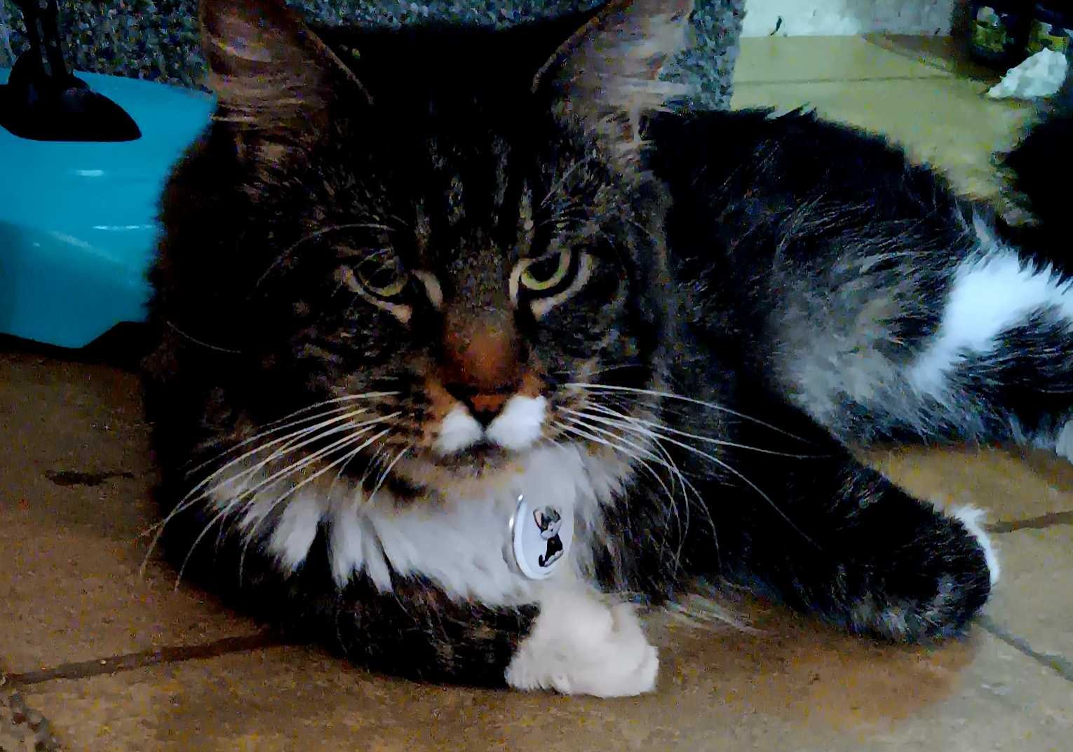 Lost Cat in Norwich, England — Have you seen this cat in Norwich?