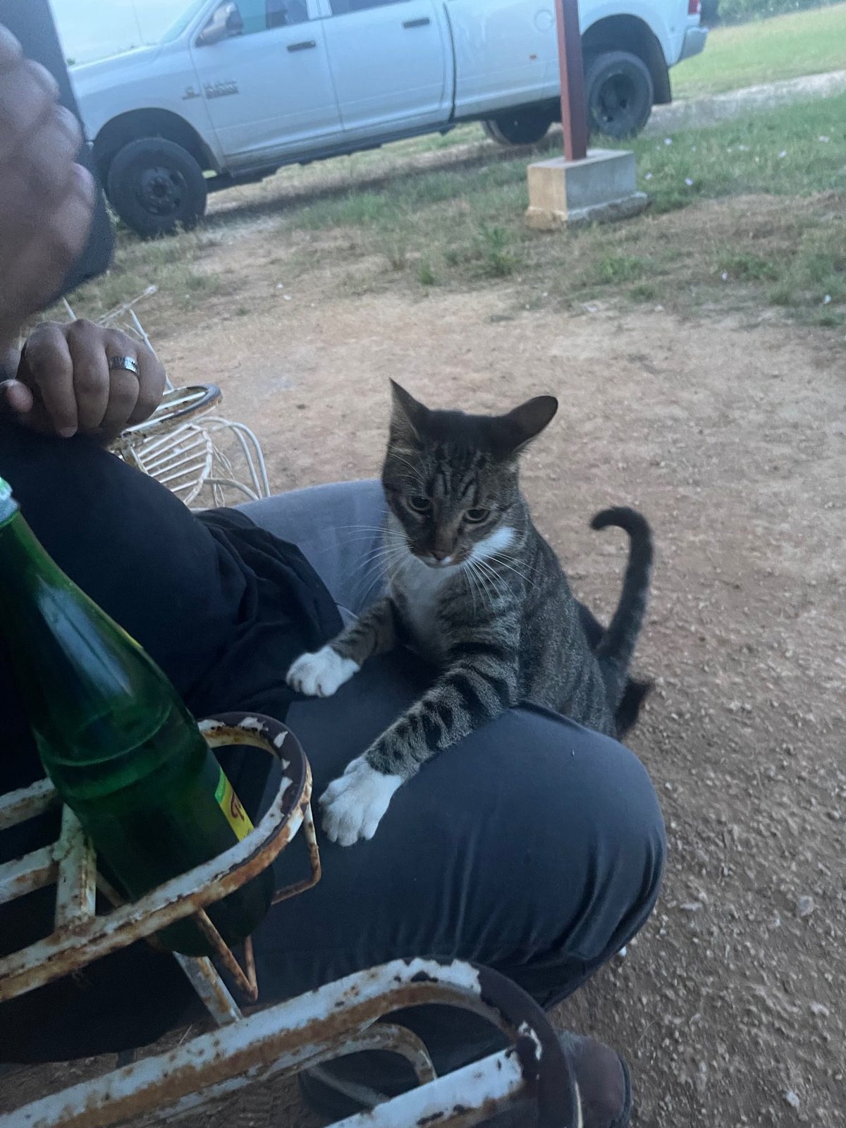 Lost Cat in Plymouth, England — listing photo